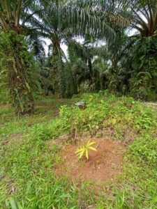 Kapolda Riau Irjen Pol Mohammad Iqbal Tolong Selamatkan Aset Negara 15 Miliyar Di Tangan Sdr Edi Melalui BPDASHL-Indragiri Rokan