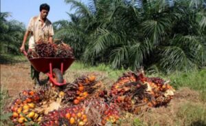 Harga Sawit TBS Riau Akan Naik Per-tanggal 11 s/d 17 Oktober 2023 Hingga Mencapai Rp.2.400/Kg.