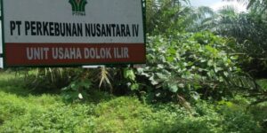 Manajer PTPN 4 Kebun Unit Group III Dolok Ilir ‘Bungkam’ Perusak Tanaman Berkeliaran