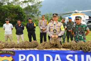 Ungkap 150 Hektar Ladang Ganja Poldasu Gunakan Teknologi Canggih Ini