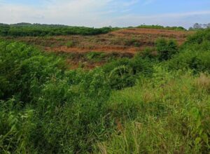 Aliansi Masyarakat Peduli Lingkungan Desa Sungai besar Merasa Terusik Kepada Oknum Mengklaim Lahan Kawasan Hutan Diwilayahnya