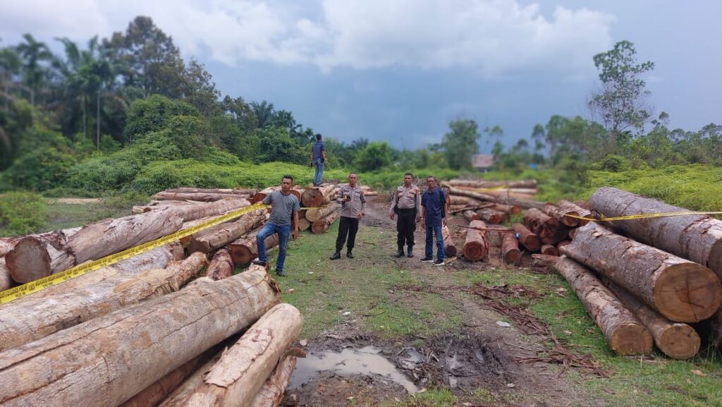 Polres Kampar Komitmen Berantas Ilegal Logging , Amankan 215 Tual Kayu Tak Bertuan serta mobil truk yang bermuatan kayu illog.