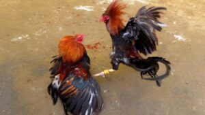 Ada Dugaan Pembiaran, Polisi Sektor Perdagangan Diminta Grebek Sambung Ayam Kateran