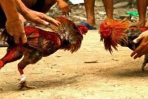 Gelanggang Sabung Ayam Kateran, Kapolres : Akan Kita Koordinasikan Dengan Denpom I/1 Siantar