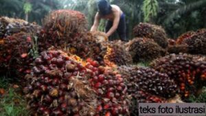 Askep Kebun Unit Bahjambi Group I Belum Menjawab, KS Tergolong Besar Memberi Setoran?