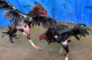 Denpom I/I Pematang Siantar Tindaklanjuti Gelanggang Sabung Ayam Kateran