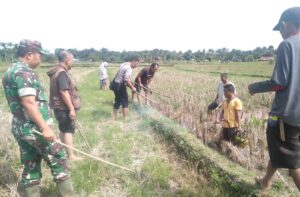 Gagal Panen Uspika Siantar Marihat Berburu Tikus